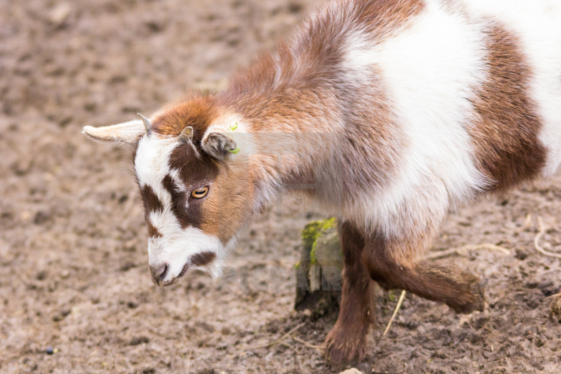 West African Pygmy Goat 3 License, download or print for £6.20